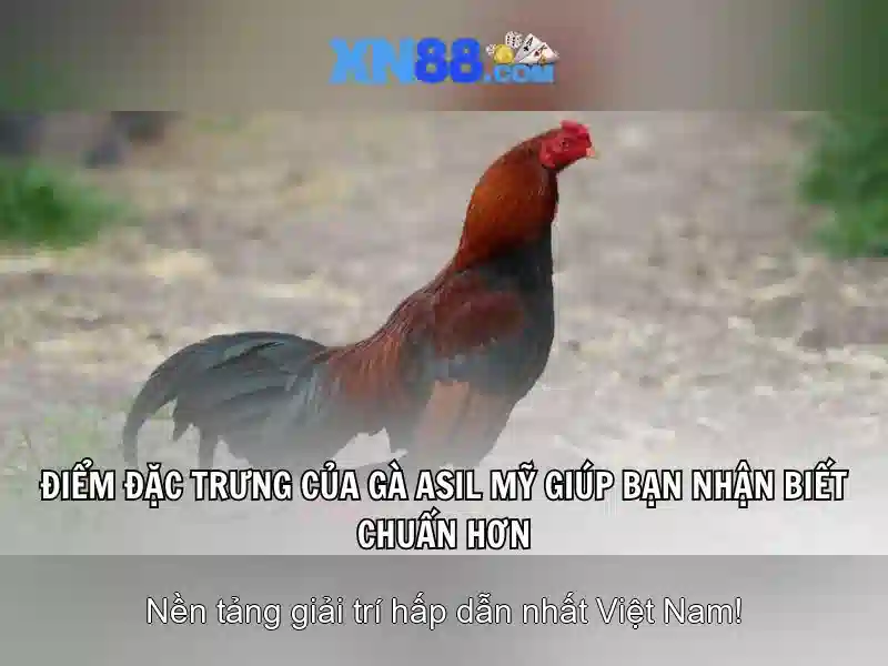 Xn88: Tổng quan và những điều bạn cần biết