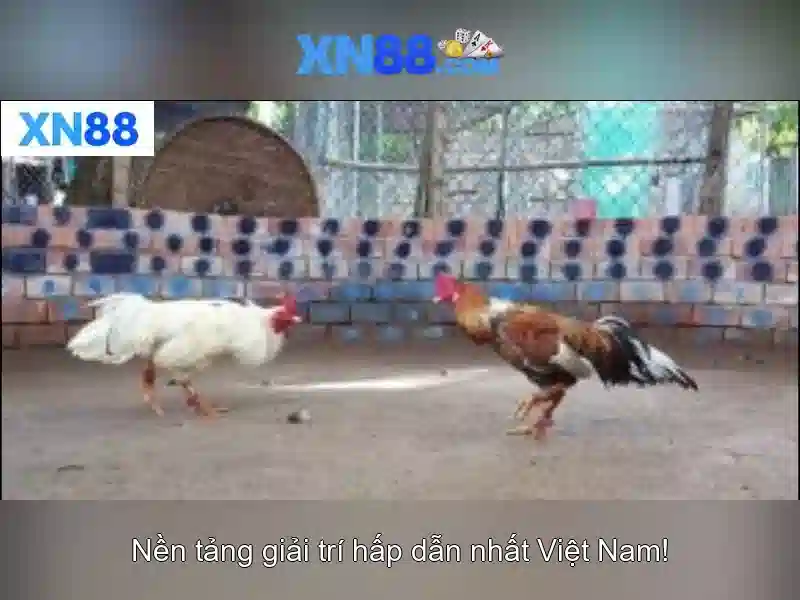 Giới thiệu về xn88