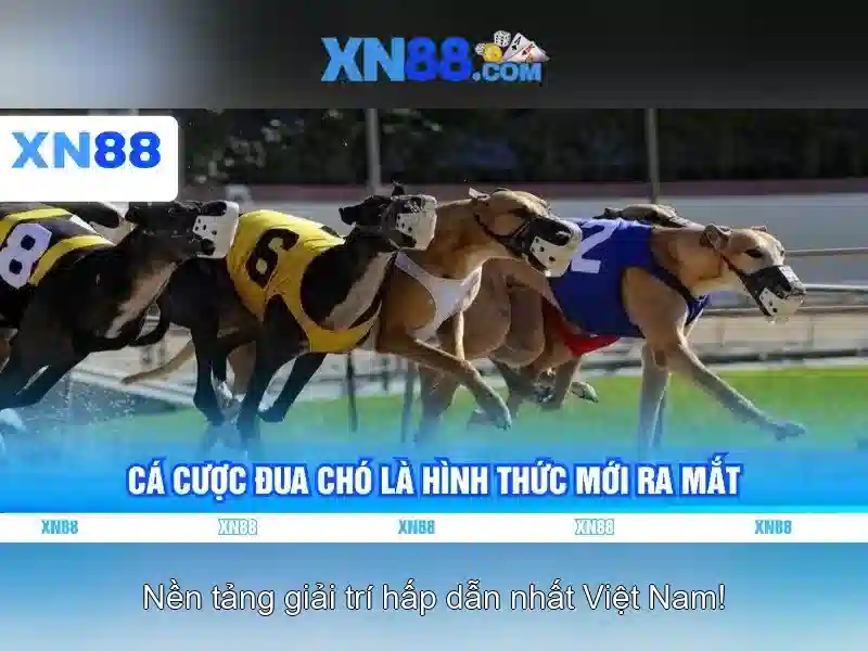 xn88: Nền tảng giải trí trực tuyến và đánh giá toàn diện
